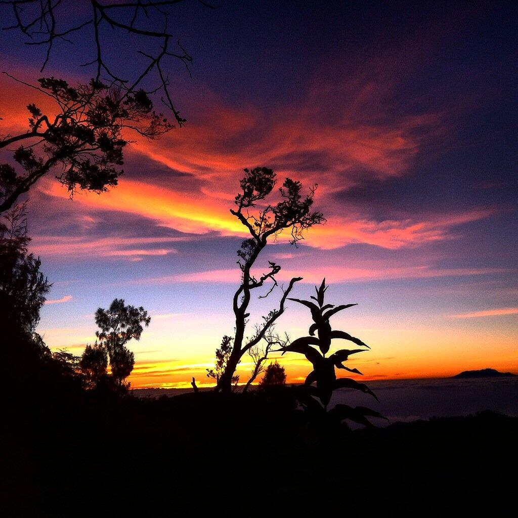 Sante sante dibromo