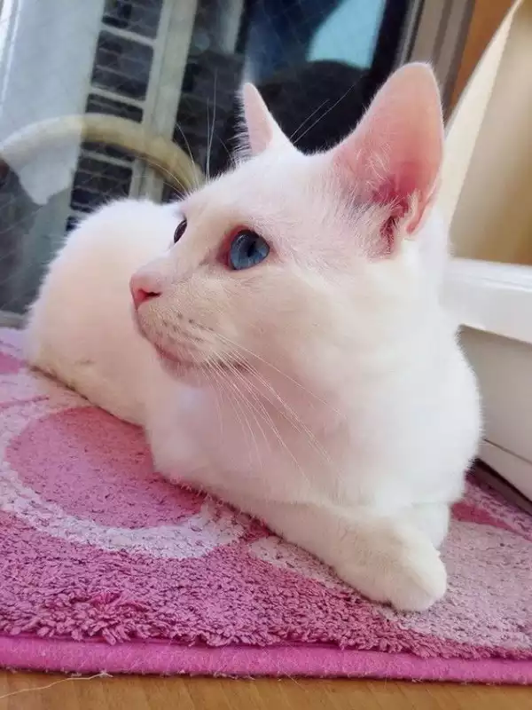 Kucing Cantik Ini Bikin Agan Illfeel (Ngakak)