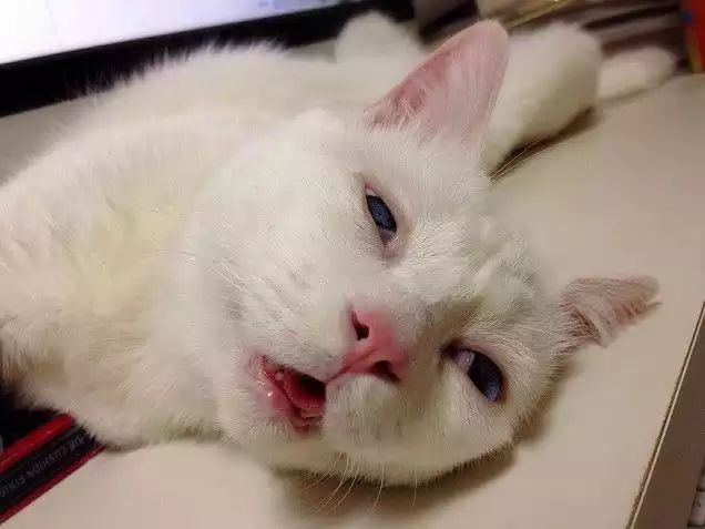 Kucing Cantik Ini Bikin Agan Illfeel (Ngakak)