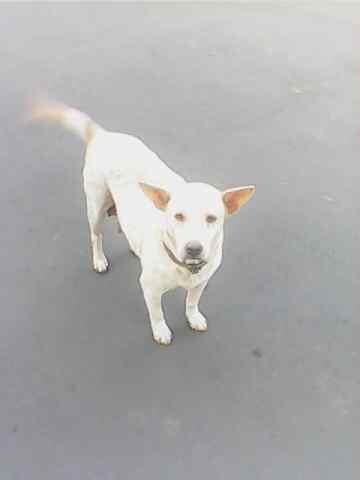 jenis anjing apa ini gan?