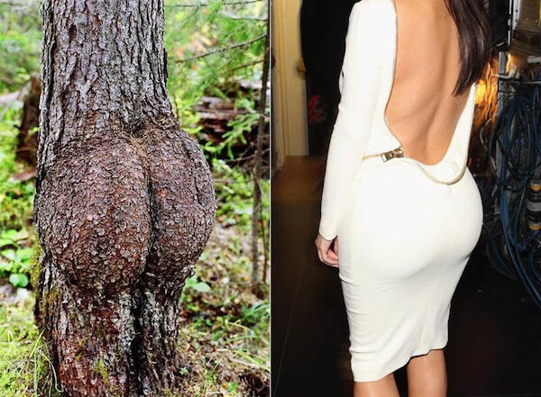 8 Pohon Sexy Yang Mirip Dengan Bokong Kim Kardashian