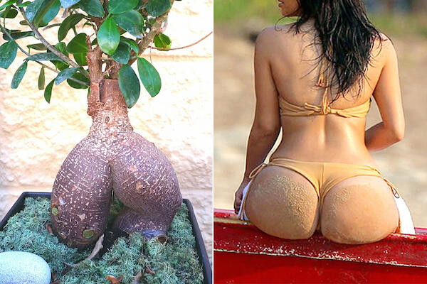 8 Pohon Sexy Yang Mirip Dengan Bokong Kim Kardashian