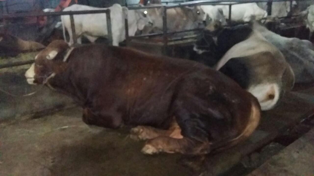 Sapi Bali, untuk sapi potong harian dan Qurban