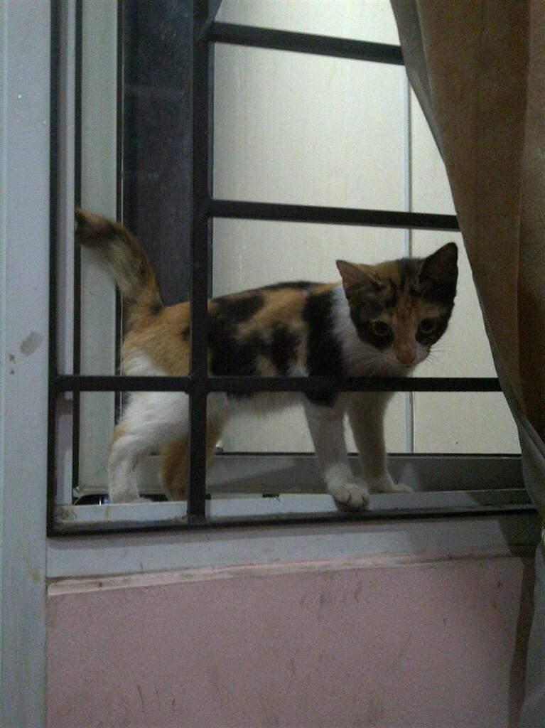 Terima Hibah anak kucing....