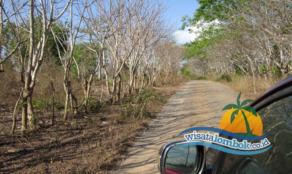 Pantai Pink Lombok Yang Menakjubkan dan Menawan