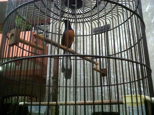 murai batu medan