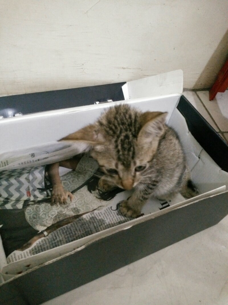 &#91;Adopsi&#93; Cat Lovers masuk. Mohon bantuannya utk anak kucing ini 