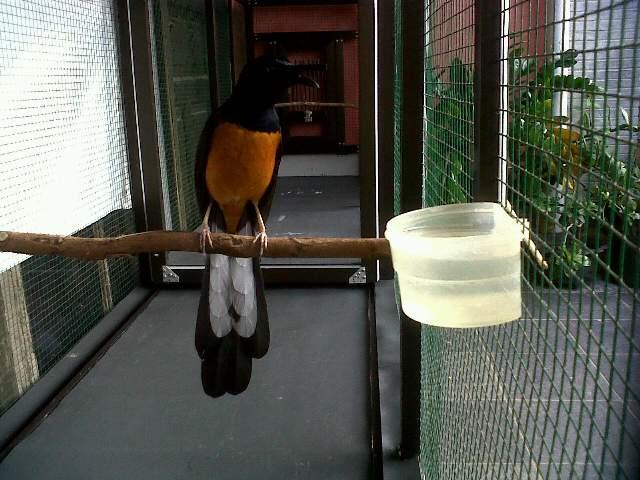murai batu medan