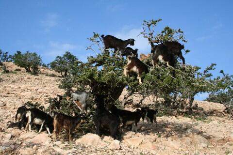 Ini dia Pohon Argan dari Jaman Dino