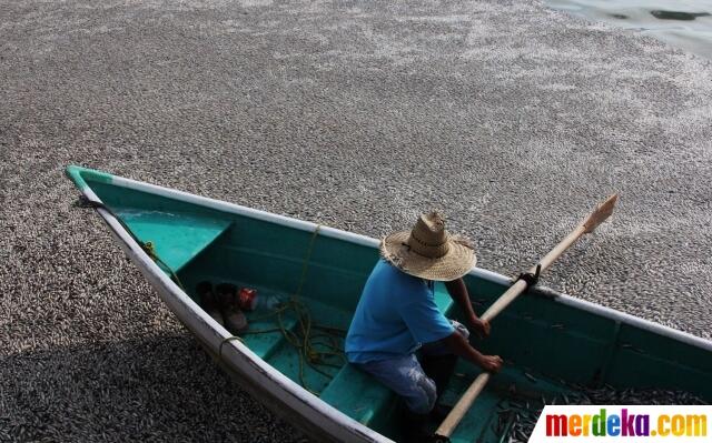 Ulah manusia masa kini!! 25 ton ikan di Meksiko mati tercemar limbah pabrik