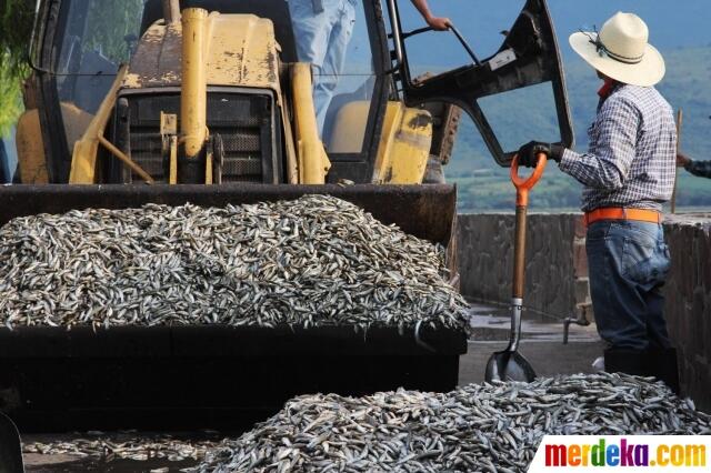 Ulah manusia masa kini!! 25 ton ikan di Meksiko mati tercemar limbah pabrik