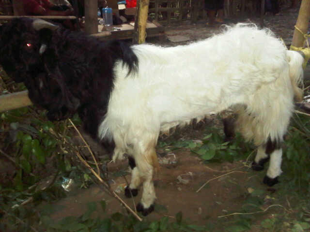 Jual JUAL HEWAN QURBAN MURAH & BERKUALITAS JAKARTA Sapi 