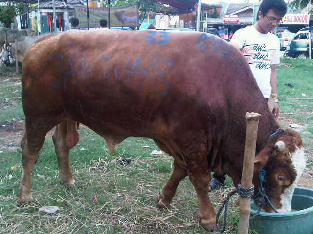 Jual JUAL HEWAN QURBAN MURAH & BERKUALITAS JAKARTA Sapi 