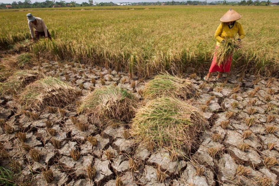 &#91;FOTO&#93; Inilah Potret Kekeringan dan Kemarau Panjang yang Melanda Indonesia