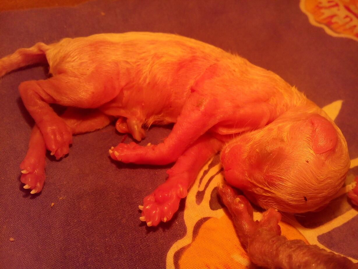 &#91;HELP&#93; Anak Kucing Lahir Prematur