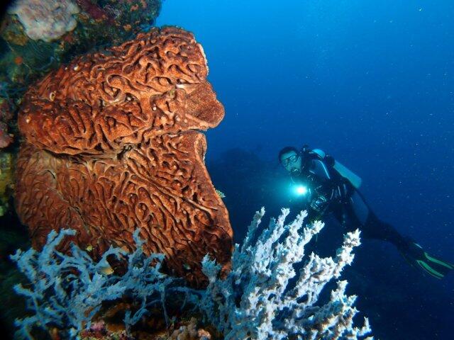 Sail Tomini 2015, TNI AL Kerahkan Puluhan Kapal Perang Tempur