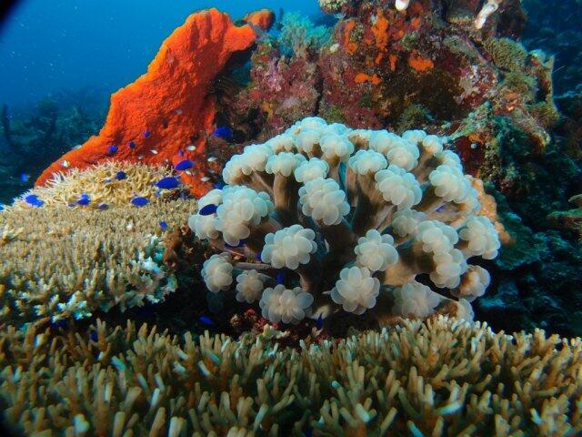 Sail Tomini 2015, TNI AL Kerahkan Puluhan Kapal Perang Tempur