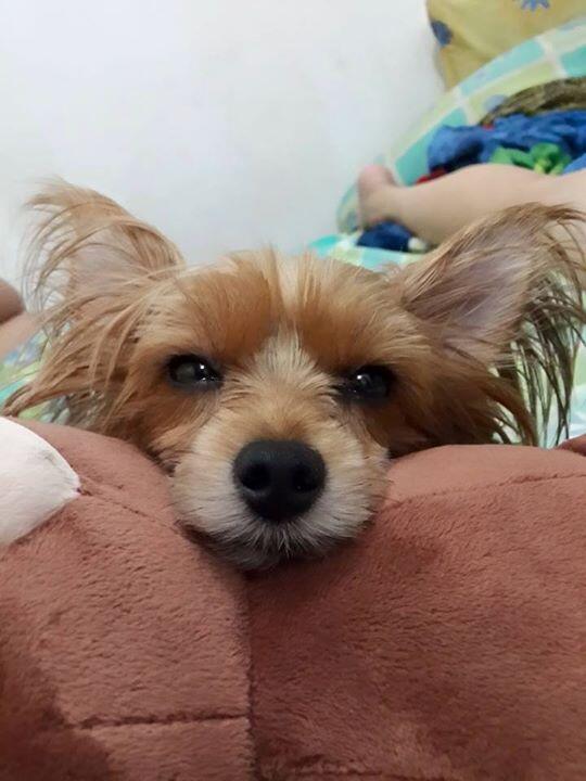 Yorkshire yang keburu dimanjakan masi bisa dididik kah?