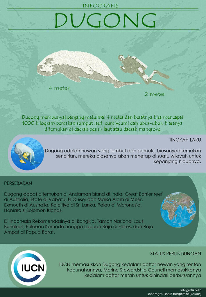 Hewan2 raksasa yang bisa diajak nyelam di Indonesia (+pic +infografis)