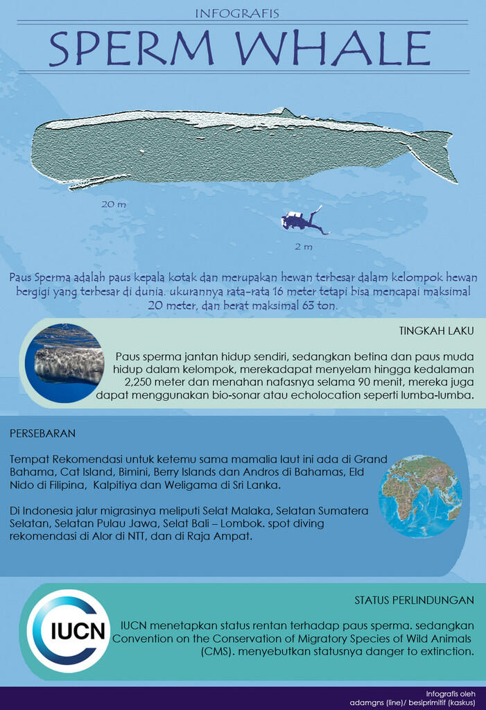 Hewan2 raksasa yang bisa diajak nyelam di Indonesia (+pic +infografis)