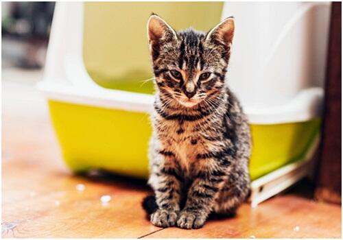 Gejala Awal Kucing Sakit