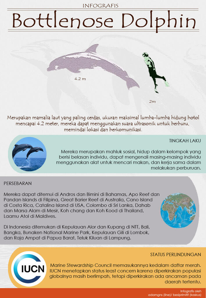 Hewan2 raksasa yang bisa diajak nyelam di Indonesia (+pic +infografis)