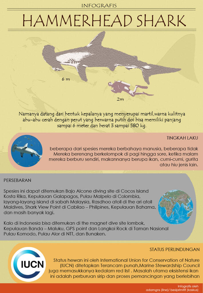 Hewan2 raksasa yang bisa diajak nyelam di Indonesia (+pic +infografis)