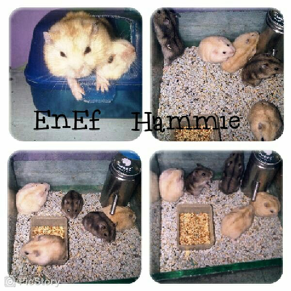 Hamster Hybrid