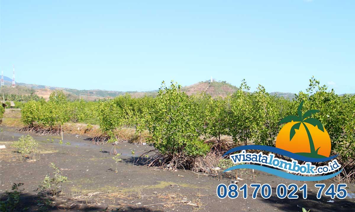 Pantai Cemara Yang Indah Di Lombok