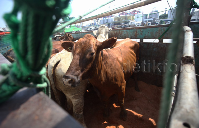 Waduuuh 2.350 Sapi Impor Asal Australia Tiba di Jakarta