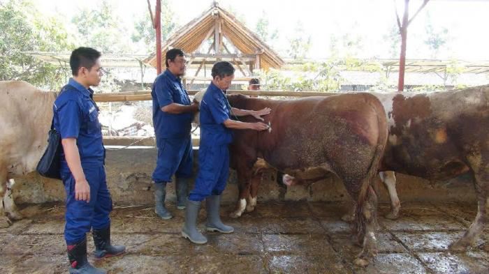 Tips Memilih Hewan untuk Kurban yang Sehat dan Ideal