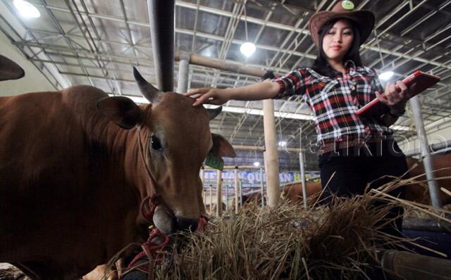 SPG Cantik Bertopi Koboi Ini Sedang Apa ? Rupanya Lagi Jualan Sapi Kurban