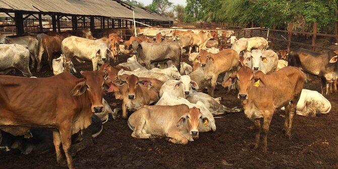 Sapi Piyungan banyak yang makan sampah, bahaya jika dikurbankan
