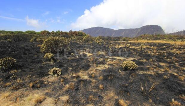 &#91;FOTO&#93; Ratusan Hektar Ladang Edelweis Tegal Alun Papandayan 'Dibakar'