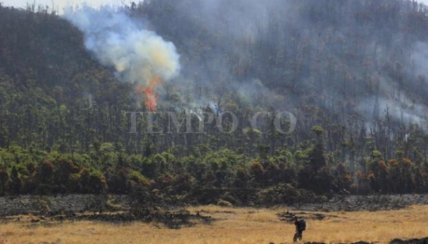 &#91;FOTO&#93; Ratusan Hektar Ladang Edelweis Tegal Alun Papandayan 'Dibakar'