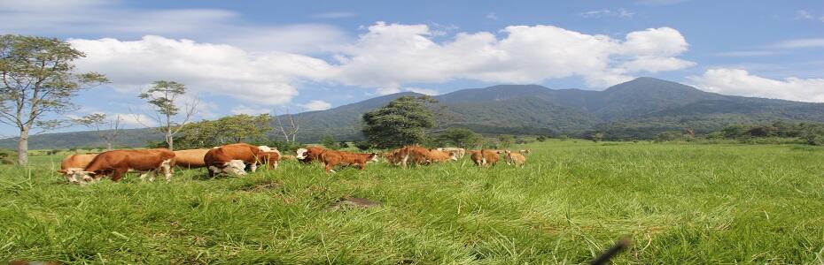 Padang Mangateh Payakumbuh , New Zealand-nya Indonesia