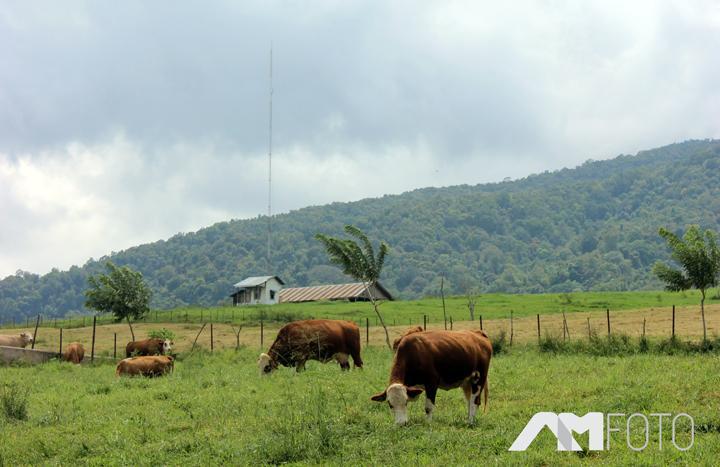 Padang Mangateh Payakumbuh , New Zealand-nya Indonesia