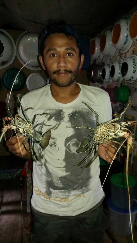 usaha pembesaran lobster air laut