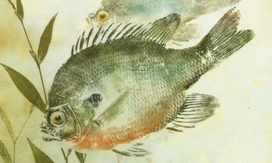 Menggunakan Ikan Mati Untuk Membuat Lukisan 