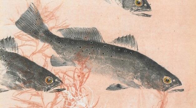 Menggunakan Ikan Mati Untuk Membuat Lukisan 