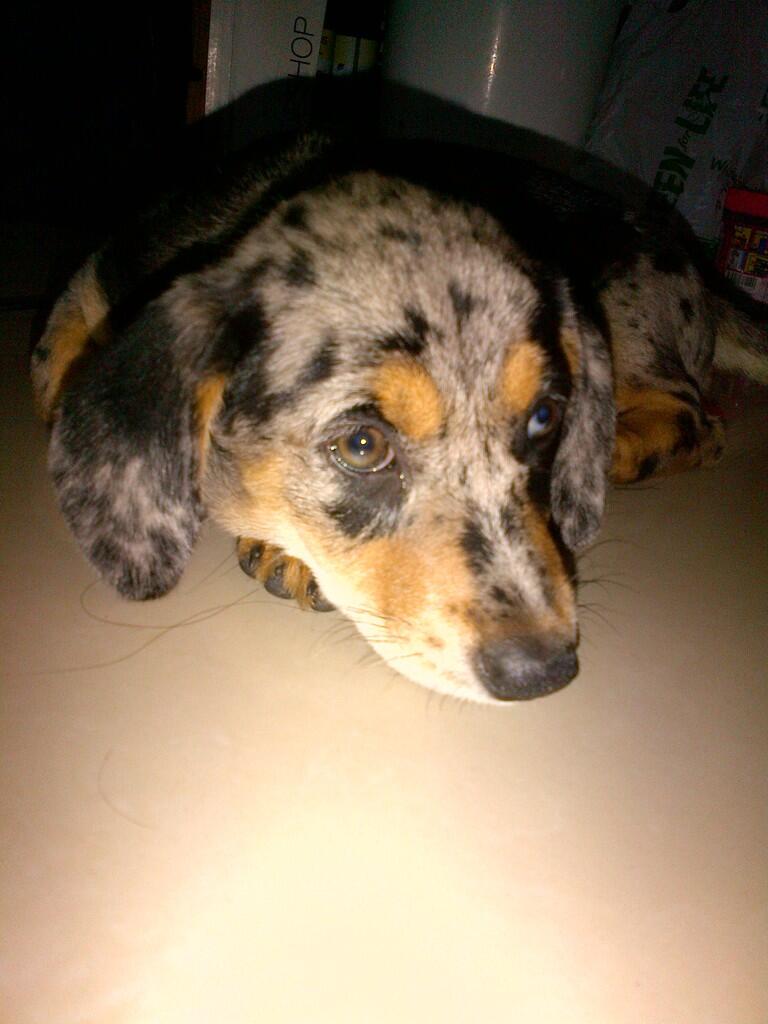 ADOPSI ANJING BEAGLE !!