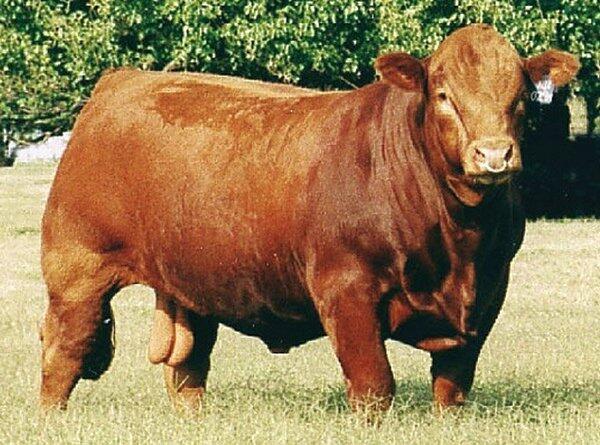 Mengenal Jenis Sapi Breed Bos Taurus