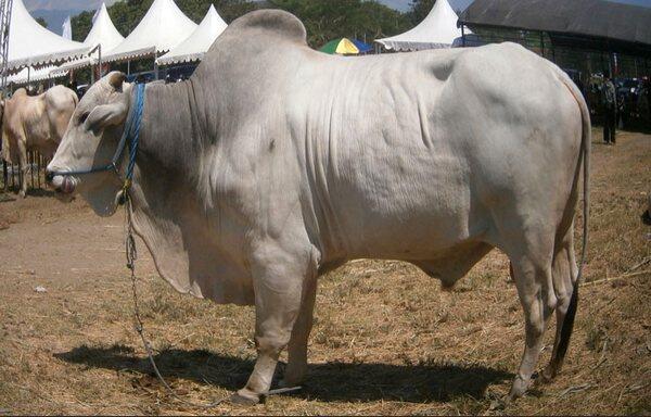 Mengenal Jenis Sapi Bos Indicus dan Javanicus | Gemar Ternak dan Kicau