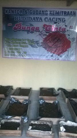 PENGEPUL HASIL PANEN, BIBIT, MEDIA, PAKAN, PELATIHAN BUDIDAYA CACING LUMBRICUS
