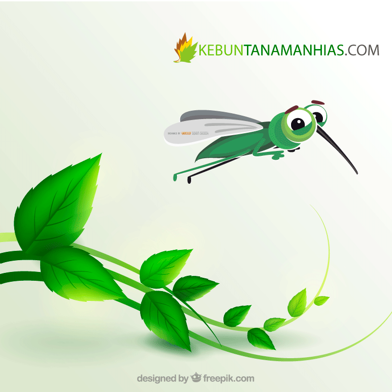 Tanaman Hias Daun Pengusir Nyamuk