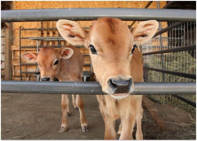 Manfaat BerQurban Berbagi Kebahagiaan