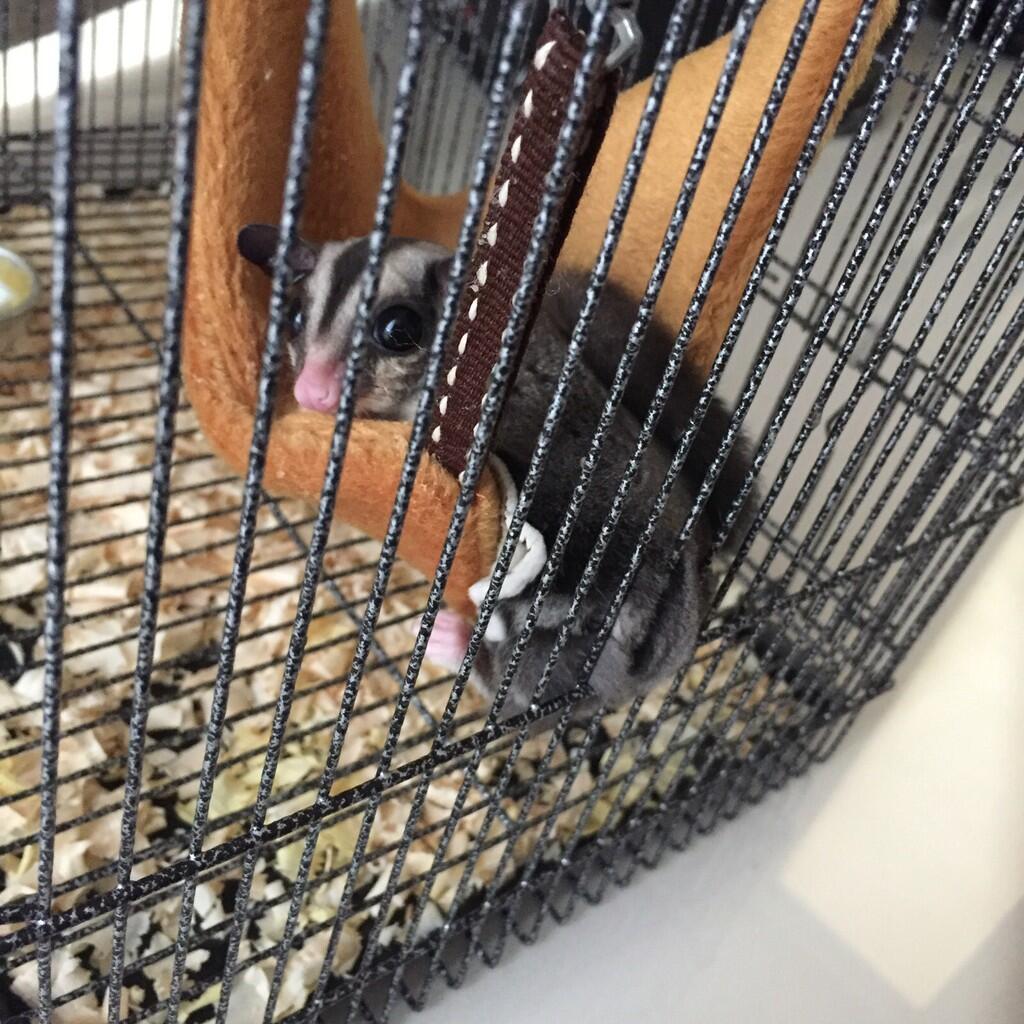 FS : Sugar Glider Jantan. umur baru 2 bulan.