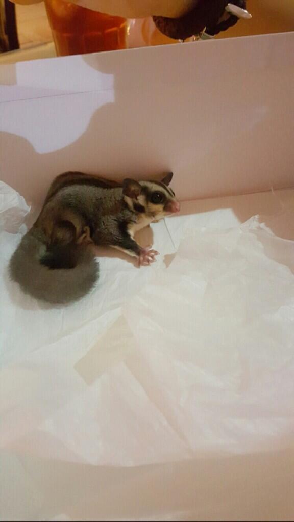 FS : Sugar Glider Jantan. umur baru 2 bulan.