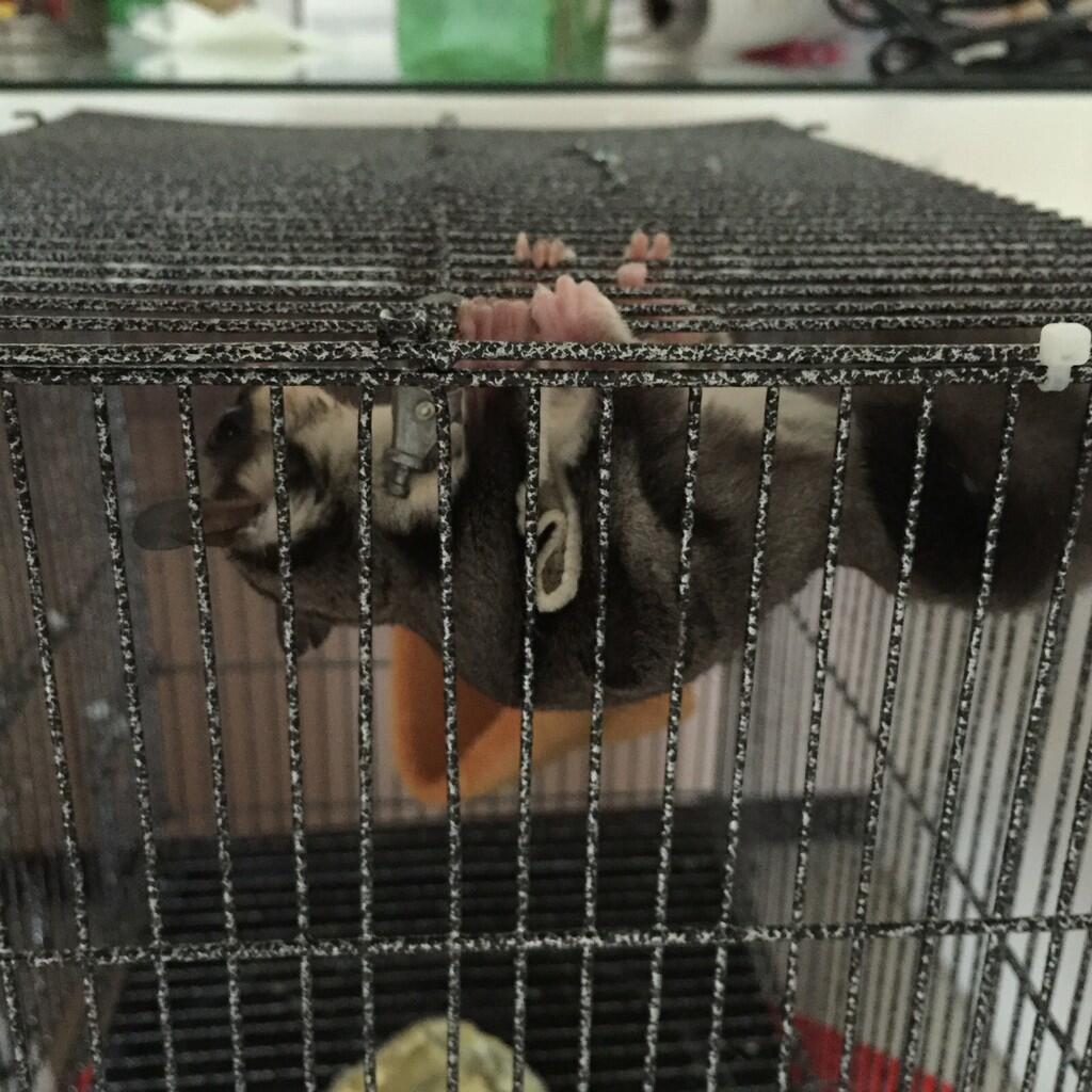 FS : Sugar Glider Jantan. umur baru 2 bulan.