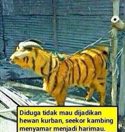 Perasaan Kambing Sebelum Eksekusi di Hari Raya Kurban [Meme Lucu]